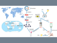 Cell lines producing high-titer cell culture-generated Hepatitis B virus of various genotypes
