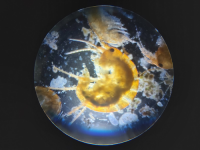 Hyalella yashmara amphipod