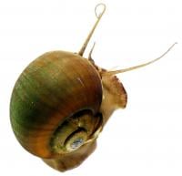 Lingnan University joint research analyses genome of global agricultural pest ‘apple snail’:  Ancient viral gene-driven evolution of ‘terrestrial oviposition’ ability.