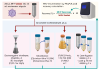 Methods used to recover MHV in this study