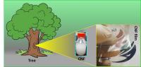 cellulose nanofiber (CNF) films