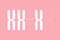 Loss of X Chromosome image