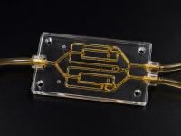 A clear microfluidic chip lying horizontally on a black surface, with golden oil visible in its channels and transparent tubing connected at both ends.