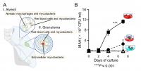 Mycobacterial extracellular infection of red blood cells 