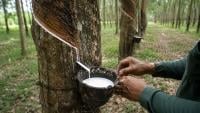 A worker collects white natural rubber latex from a tapped rubber tree in a plantation, with rows of rubber trees in the background.