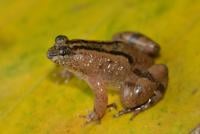 Frog: Occidozyga baluensis
