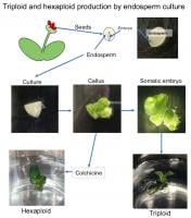 Endosperm culture in Haemanthus albiflos