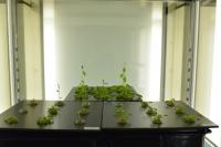 Arabidopsis plants used in one of the experiments during the study (Photo by Takeo Sato).