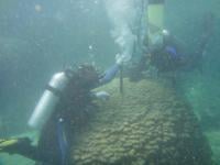 Collecting coral samples in the waters off Oman (Photo: Tsuyoshi Watanabe).