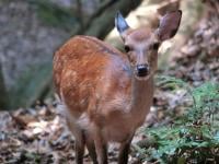 A female yakushika deer on Yakushima Island (Photo: Yoshimi Agetsuma-Yanagihara).