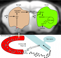 Pain neuron-derived Reg3γ protects brain metabolism of LPS challenged mice (Kenta Maruyama).