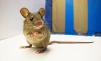 The house mouse, Mus musculus. (Photo by Toyoyuki Takada)