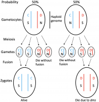 Each gametocyte gives rise to four gametes. During the first sexual reproduction event, only gametes with the sex-controlling mutation (S) could fuse to form zygotes. Thus, the harmful mutations (D) were eliminated (die due to dms) or were diluted (not shown). In addition, the sex controlling mutation was fixed in the population (Yukio Yasui, Eisuke Hasegawa. Journal of Ethology. August 19, 2022).