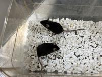 Alzheimer’s disease model mice (Photo: Kohei Yuyama).