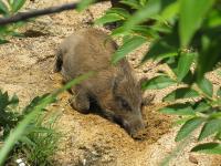Japanese Wild Boar (KENPEI, CC BY-SA 3.0/Wikimedia Commons) 