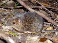 Amami spiny rat (Photo: Asato Kuroiwa).