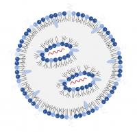 A cross-section of an LNP-RNA