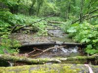 The tributary of the Ito River in Hakodate, Hokkaido, where the field survey was carried out (Photo: Ryota Hasegawa).