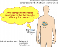 Illustration depicting the effects of anti-estrogenic therapies on cancers that are not estrogen-sensitive (Illustration provided by Nabeel Kajihara)
