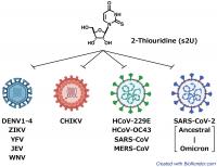 The newly identified 2-thiouridine (s2U) shows broad-spectrum antiviral activity against various ssRNA+ viruses including DENV, CHIKV, and SARS-CoV-2. (Kentaro Uemura, created with Biorender.com)