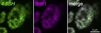 4.5SH RNA (green) is located in the nuclear speckles (Srsf1, magenta)—structures in the cell nucleus associated with gene expression—in embryonic stem cells, where it plays an essential role in RNA processing. (Rei Yoshimoto, et al. Molecular Cell. December 13, 2023)