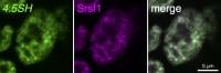 4.5SH RNA (green) is located in the nuclear speckles (Srsf1, magenta)—structures in the cell nucleus associated with gene expression—in embryonic stem cells, where it plays an essential role in RNA processing. (Rei Yoshimoto, et al. Molecular Cell. December 13, 2023)