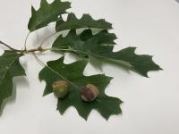 During masting, trees produce an increased amount of acorns. (Photo: Lea Végh)