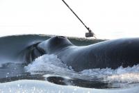 Bowhead whales are tagged in Disko Bay, West Greenland, to track their movements and diving behavior. (Photo: Mads Peter Heide-Jørgensen)