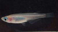 A medaka fish from the study. (Photo: Saori Yokoi)