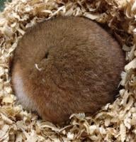 A hibernating Syrian hamster (Photo: Hibernation metabolism, physiology, and development group, Hokkaido University)
