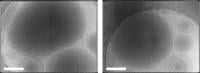 Cryo-electron microscopy images of lipid suspensions composed of DOPE-C8 and POPC. (Kazuki Iwakawa, et al. Advanced Science. February 17, 2025)