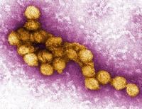 Electromicroscopic image of West Nile virus colored in yellow. Courtesy of Cynthia Goldsmith, P.E. Rollin, USCDCP.