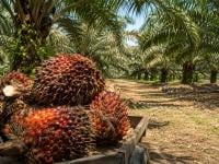 Fresh oil palm fruit bunches are stacked on a cart in a palm plantation, representing palm oil as a bio-based processing aid for rubber composites.