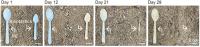 A spoon made of the new DNA-polysaccharide bioplastic (right) designed from natural plant-derived molecular structures. When buried in soil with a conventional polyethylene (PE) spoon (left), the bioplastic fully degraded in as little as 29 days.