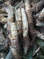 Bioplastics from pineapple stem