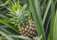 Pineapple and leaves