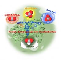 Formate dehydrogenase from Candida boidinii