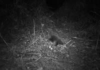 Camera trap photo of Attenborough’s long-beaked echidna