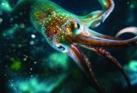 Squid