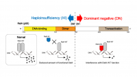  Position of Mutation Determines HI or DN Effects in RELA Nonsense Variants