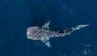 Whale shark