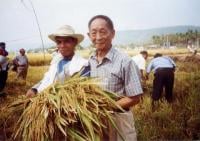Yuan Longping - father of hybrid rice