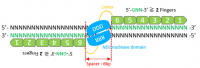 Zinc Finger Nucleases