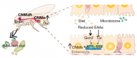 Overview of the microbiome–gut–brain axis.
