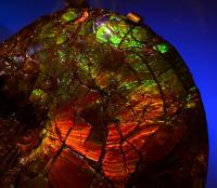 ammolite 