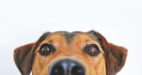 dog image