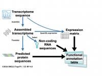 Overview of the functional annotation workflow, Fanflow4Insects 