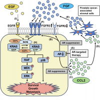 Figure: Schematic representation of enhanced KRAS signaling through the interaction between AR-independent prostate cancer cells and AR-independent prostate cancer-associated stromal cells.
