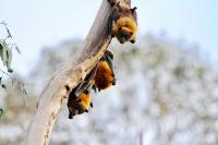 bats