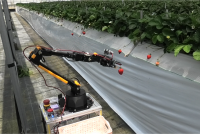 A farm robot using lidar shows it can harvest strawberries from a high-bed cultivation field.